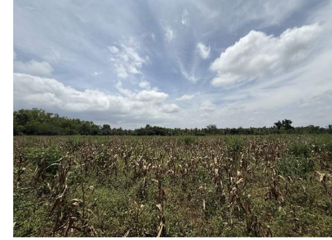 30 Acres of Land for Sale – Hunasuru, Mysore District